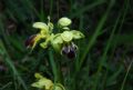 Ophrys funerea